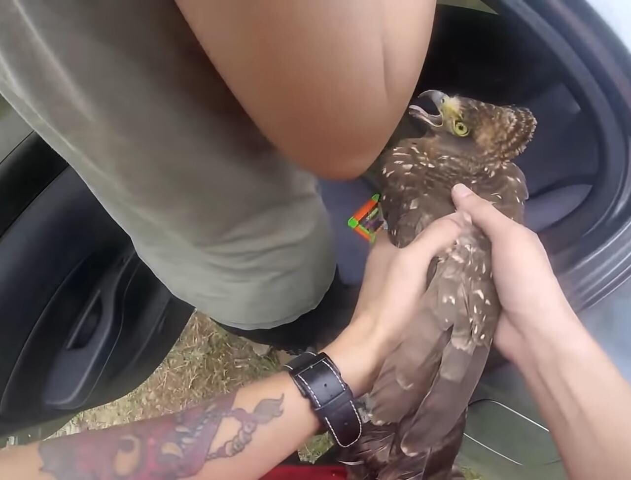 Águila  aterriza en su coche