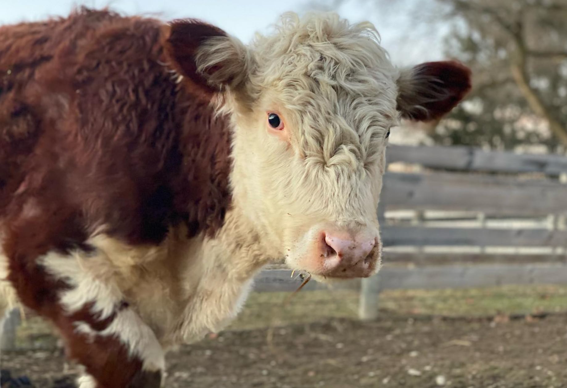 Vaca huye del matadero