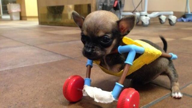 "Turbo" el chihuahua