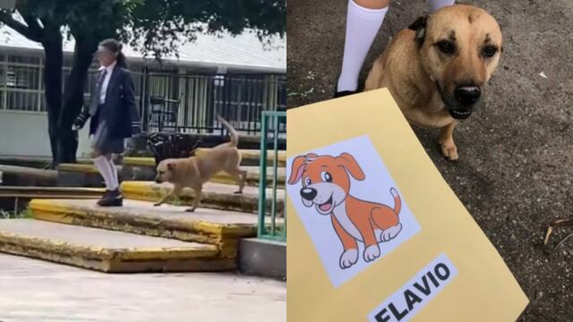 Perrito Flavio se graduó de la primaria y hasta diploma le dieron para presumirlo en TikTok