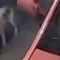 VIDEO: ¿Infiel? Su gato le llevaba ropa de mujer a su casa y lo estaba metiendo en problemas