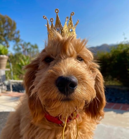 ¿Matthew Perry tenía perro? Esta es la razón por la que Lisa Kudrow no lo adoptará