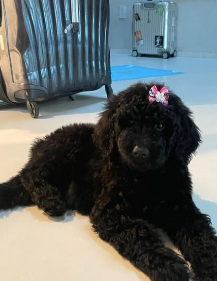 Bagheera perrita de Danna Paola