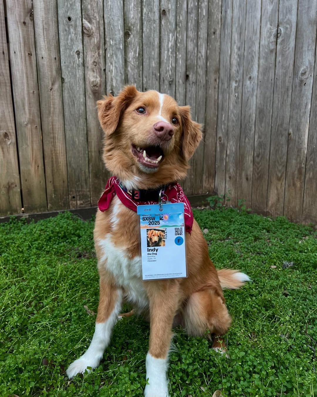 Indy, el perro actor de Good Boy.