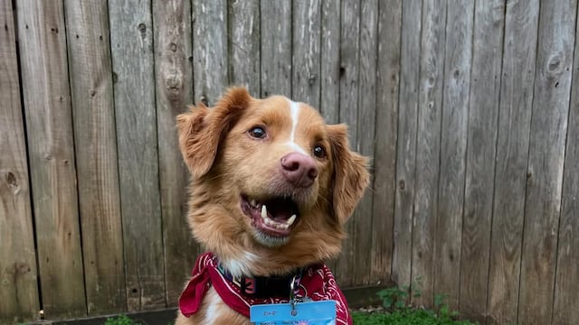 Indy, el perro actor de Good Boy.