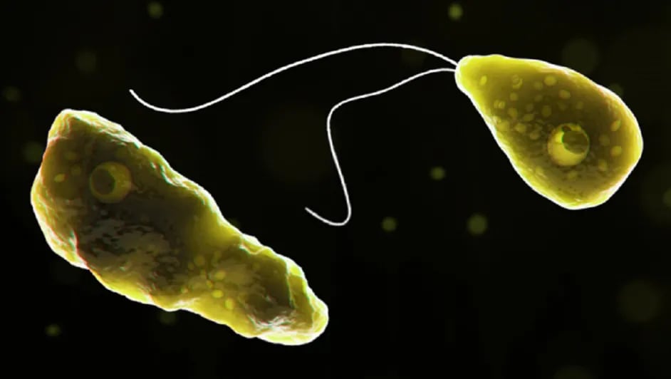Naegleria fowleri, ameba comecerebros
