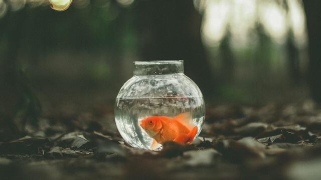 pez dorado maltrato animal