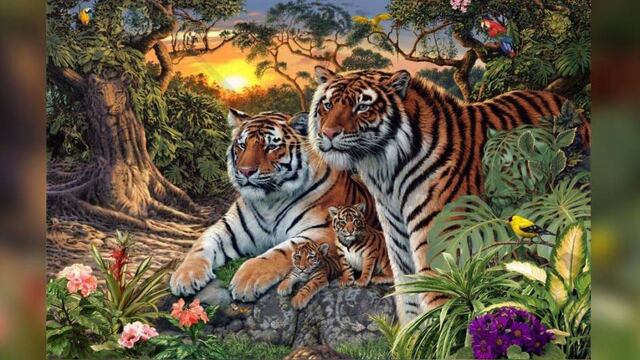 Si solamente ves 4 tigres no eres lo suficientemente observador.