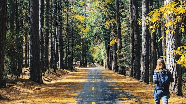 Mujer caminando en el bosque