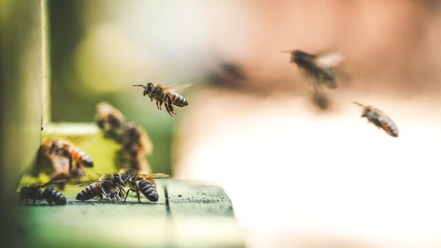 Abejas