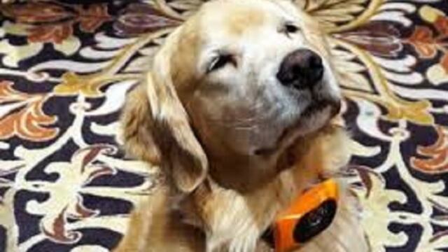 Foto: Creative Commons