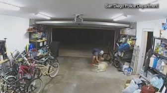 Perro reacciona a un ladrón que entra a su casa