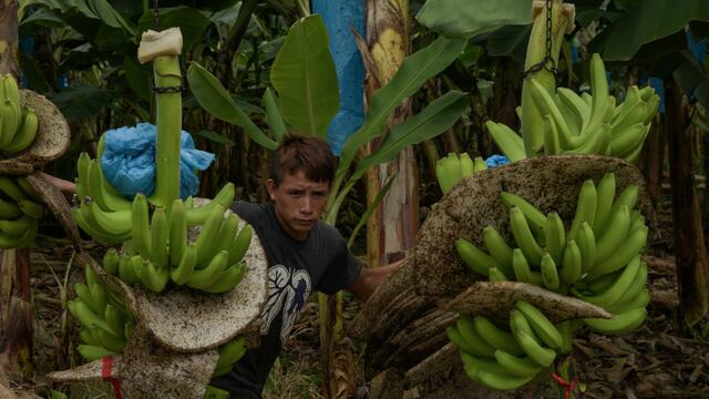 ¿El plátano de México está en riesgo? Hongo con gas venenoso es una amenaza