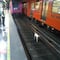 Rescatan a perrito atrapado en el Metro CDMX