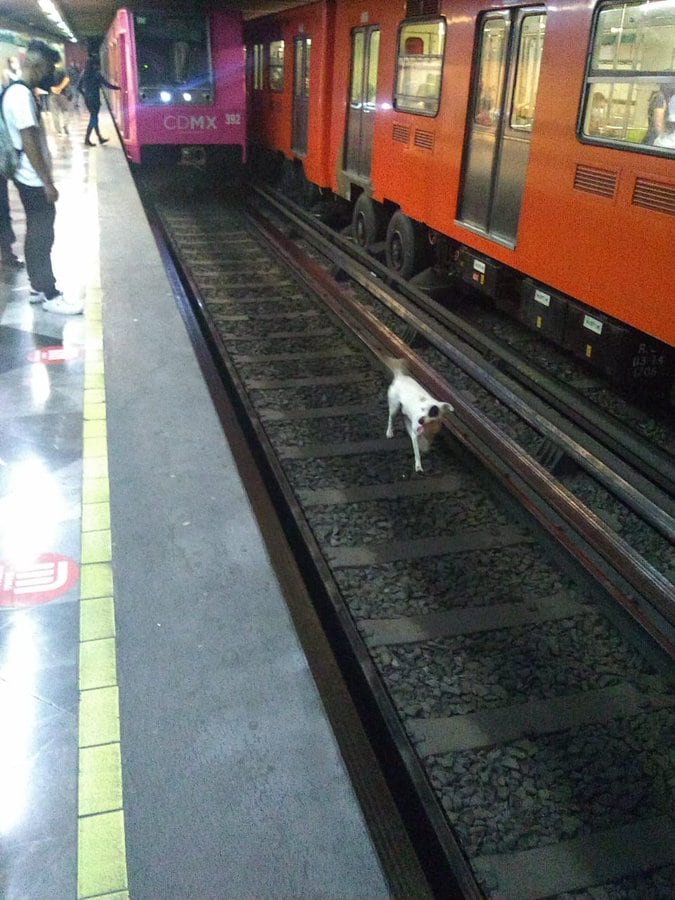 Perrito Metro