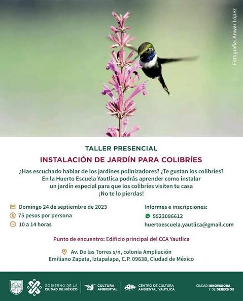 Colibries/CDMX