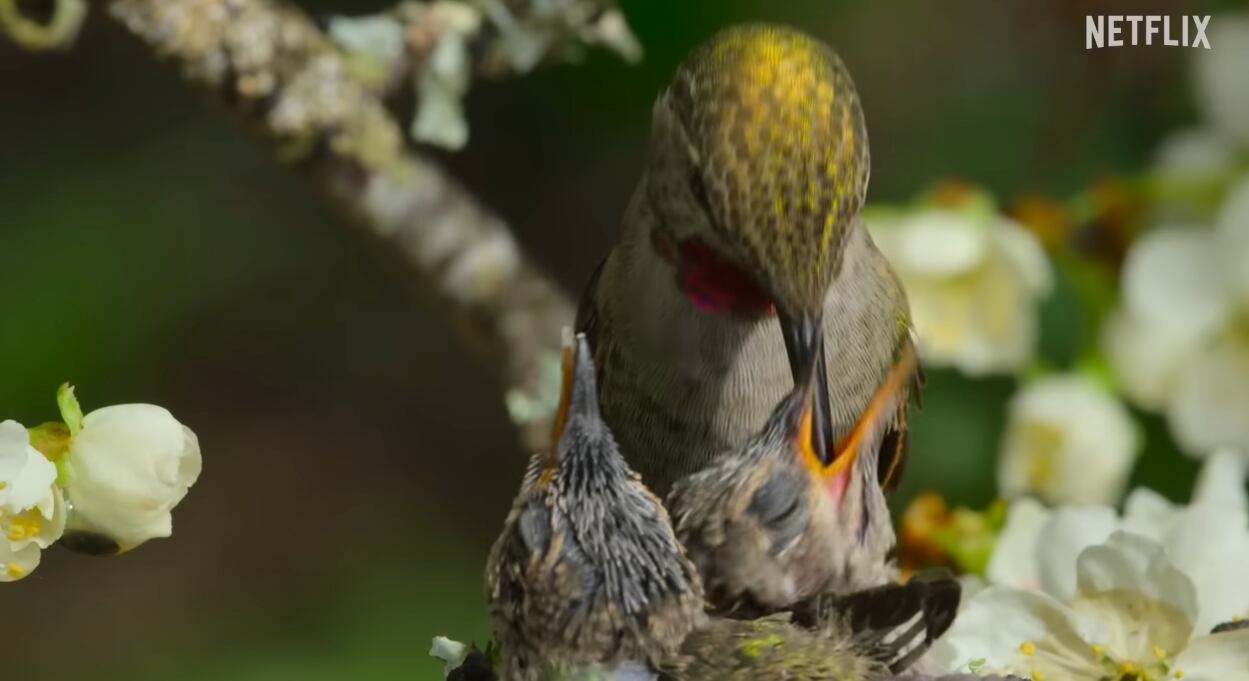 La isla de los lobos costeros, serie de Netflix
