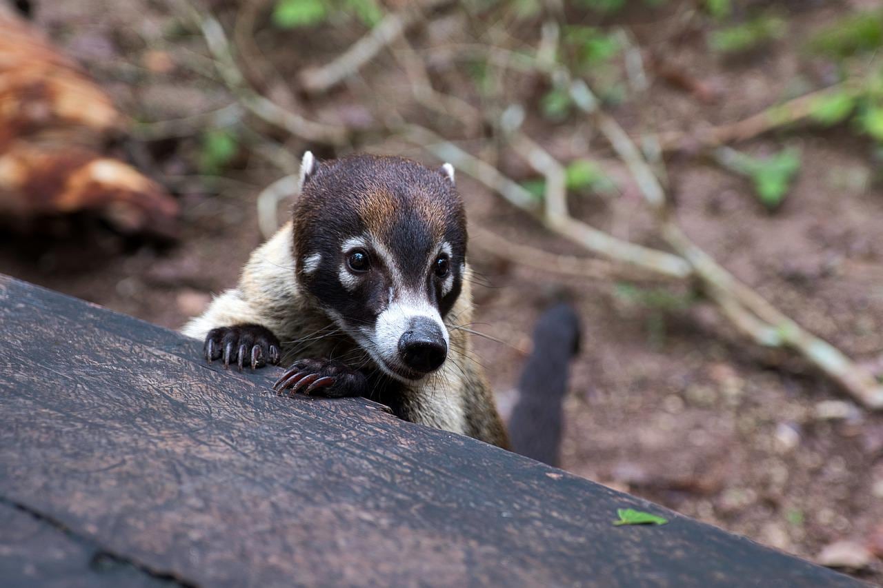 Coatí, animal avistado en México