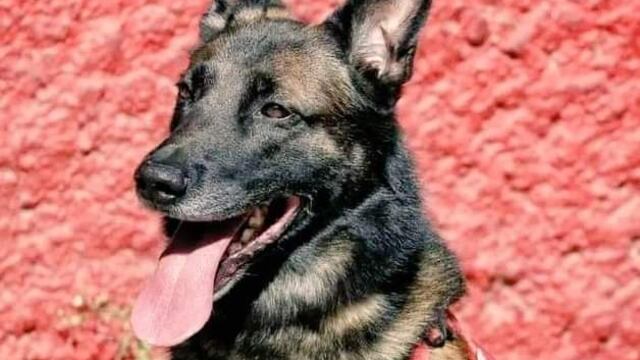 Proteo, perro rescatista que murió en Turquía