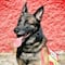 Perro Proteo no murió por la caída de una estructura; entrenador asegura que fue por la edad y el clima