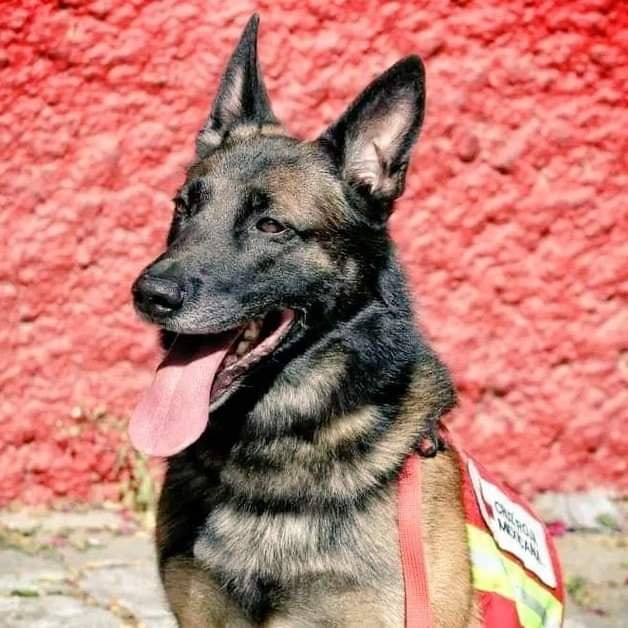 Proteo, perro rescatista que murió en Turquía
