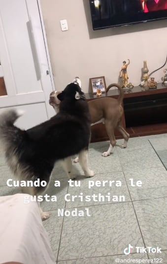 Perrita fan de Christian Nodal