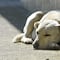 Ya no podrán venderse animales en mercados de CDMX, por esta razón