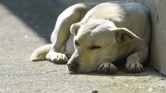 Reportan la muerte de 12 perros envenenados en Talpa de Allende