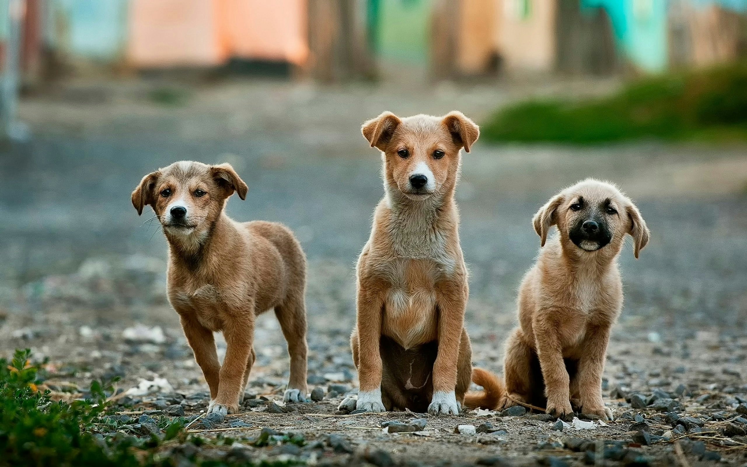 Perros callejero