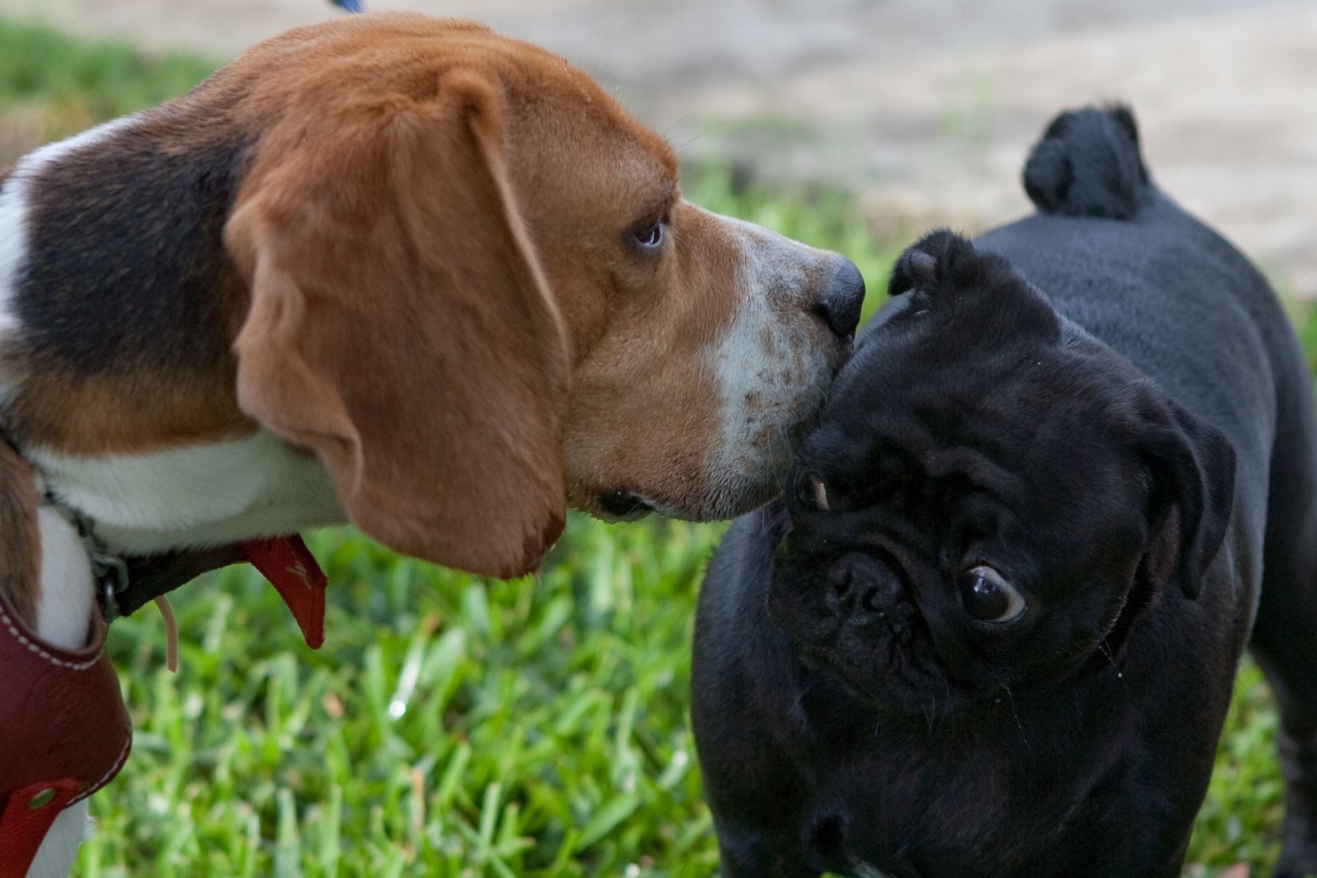 Perritos