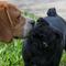 SCJN: Es constitucional el pago de 16% de IVA en comida para perros, gatos y otros animales