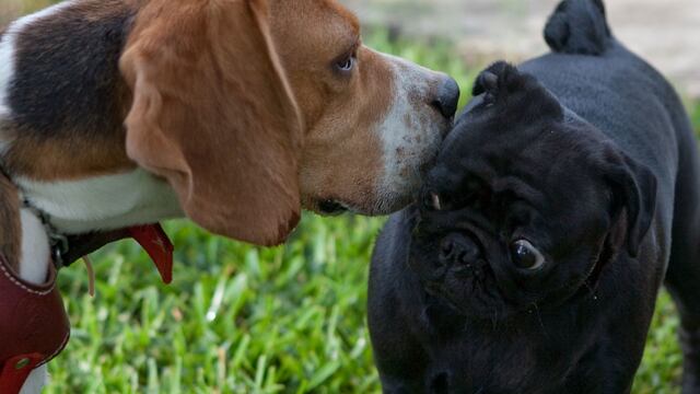 Comida para perros y gatos debe ir con IVA, declara LA scjn