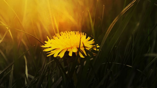 Significado de las flores amarillas