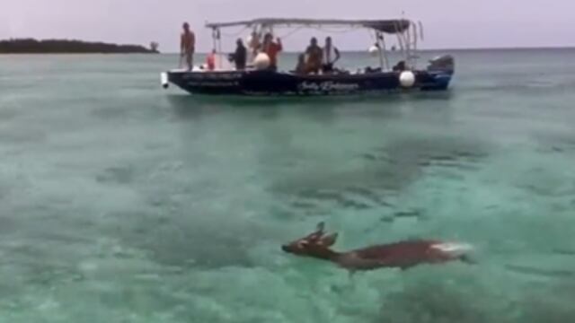 AMLO presume rescate de venado cola blanca