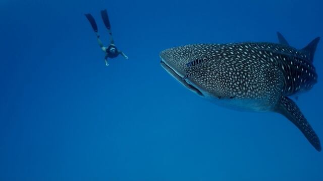 Nado con tiburón ballena