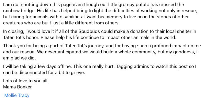 Tater Tot, el gato enojado de TikTok murió