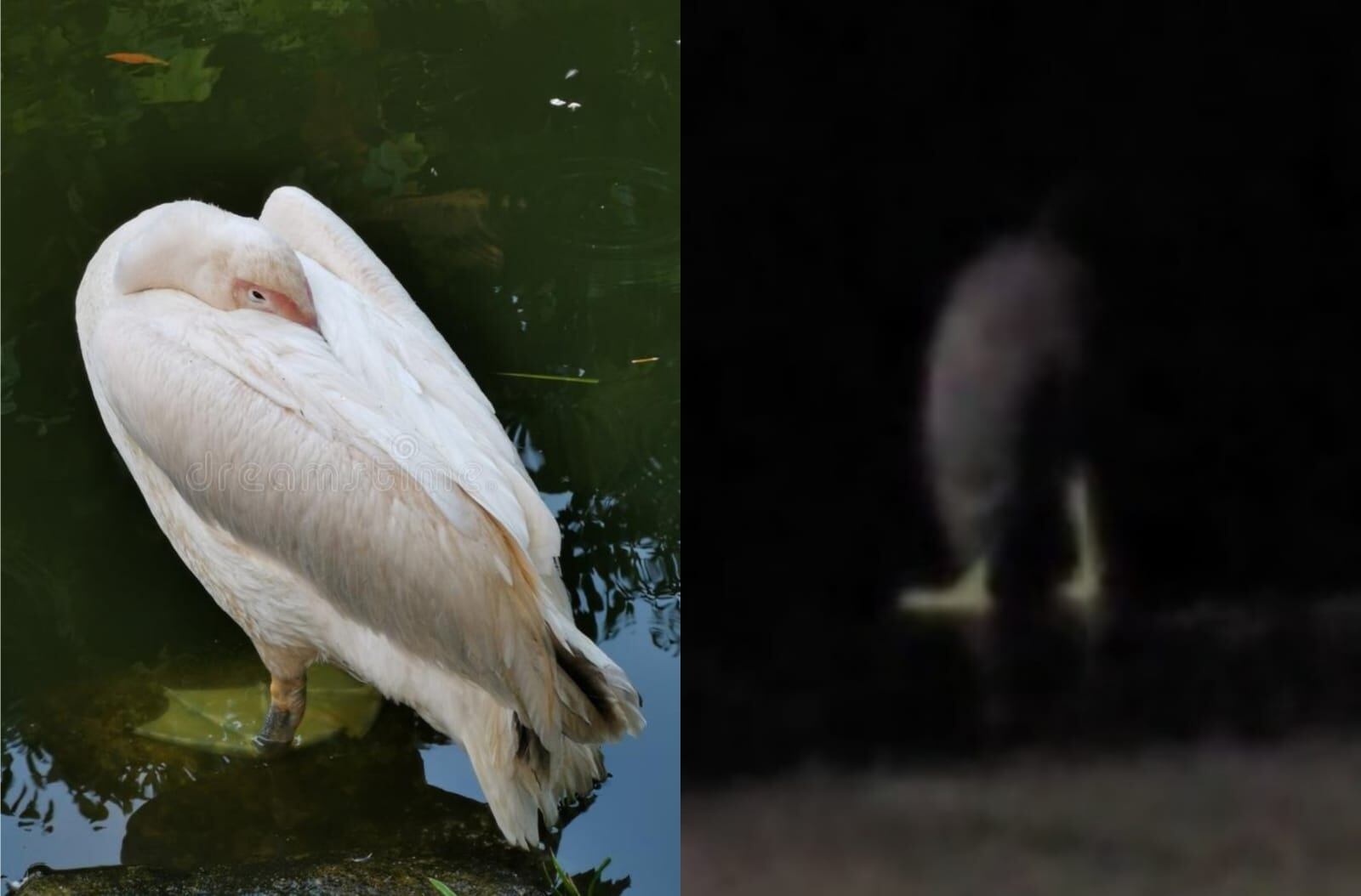 Usuarios aseguran que el ser sin torso de TikTok es en realidad un pelícano durmiendo