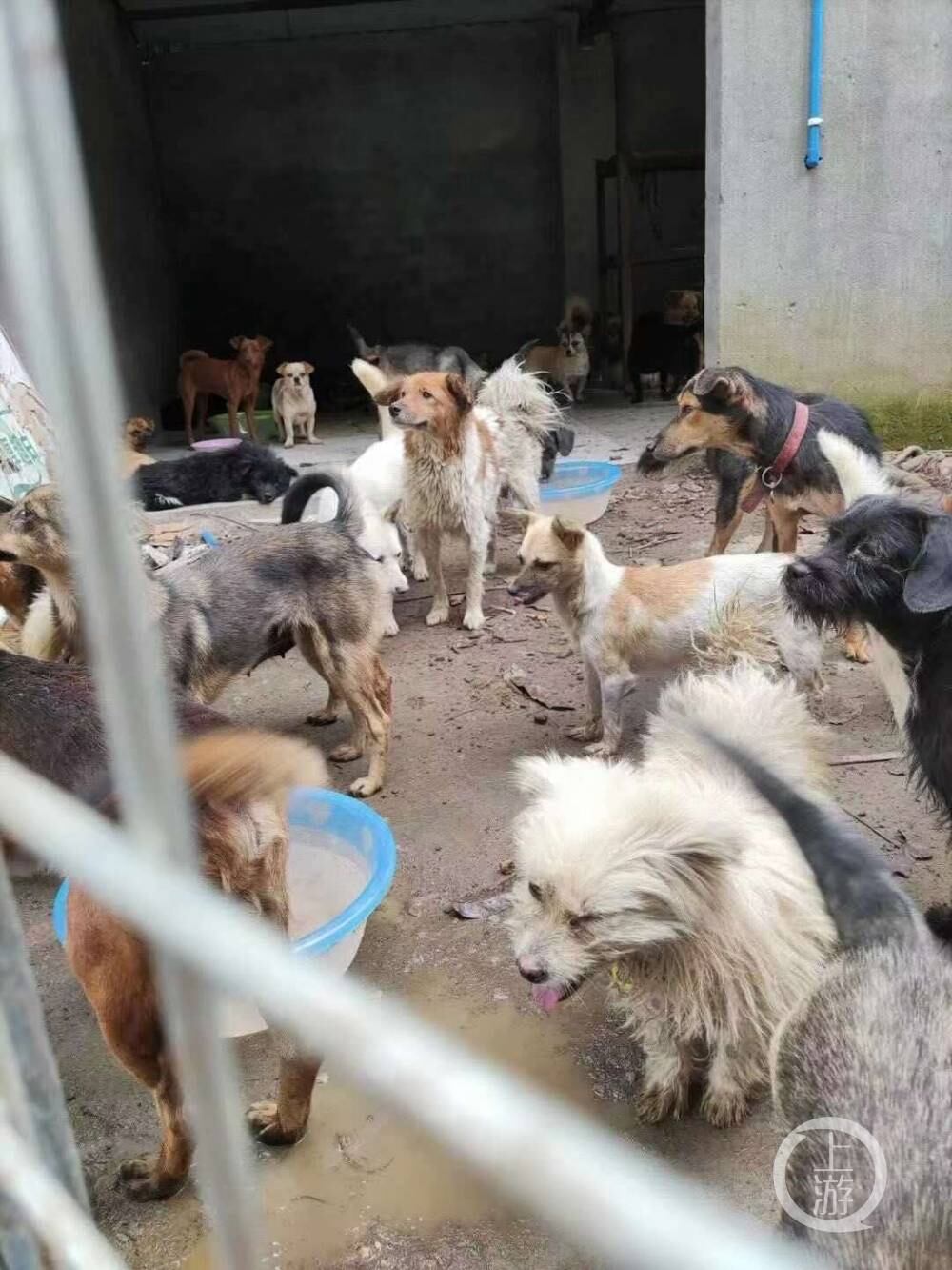 Rescatan perros de un matadero en China