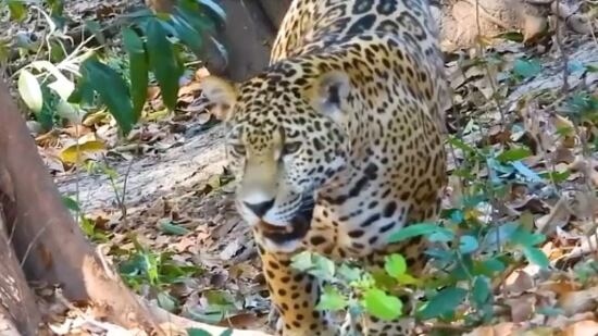 Parque Nacional del Jaguar en Tulum, Quintana Roo