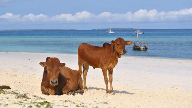 las vacas nadaron para ponerse a salvo