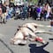 Caballo colapsa por el calorón durante la Pasión de Cristo en Iztapalapa