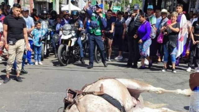 Caballo de la Pasión de Cristo de Iztapalapa.