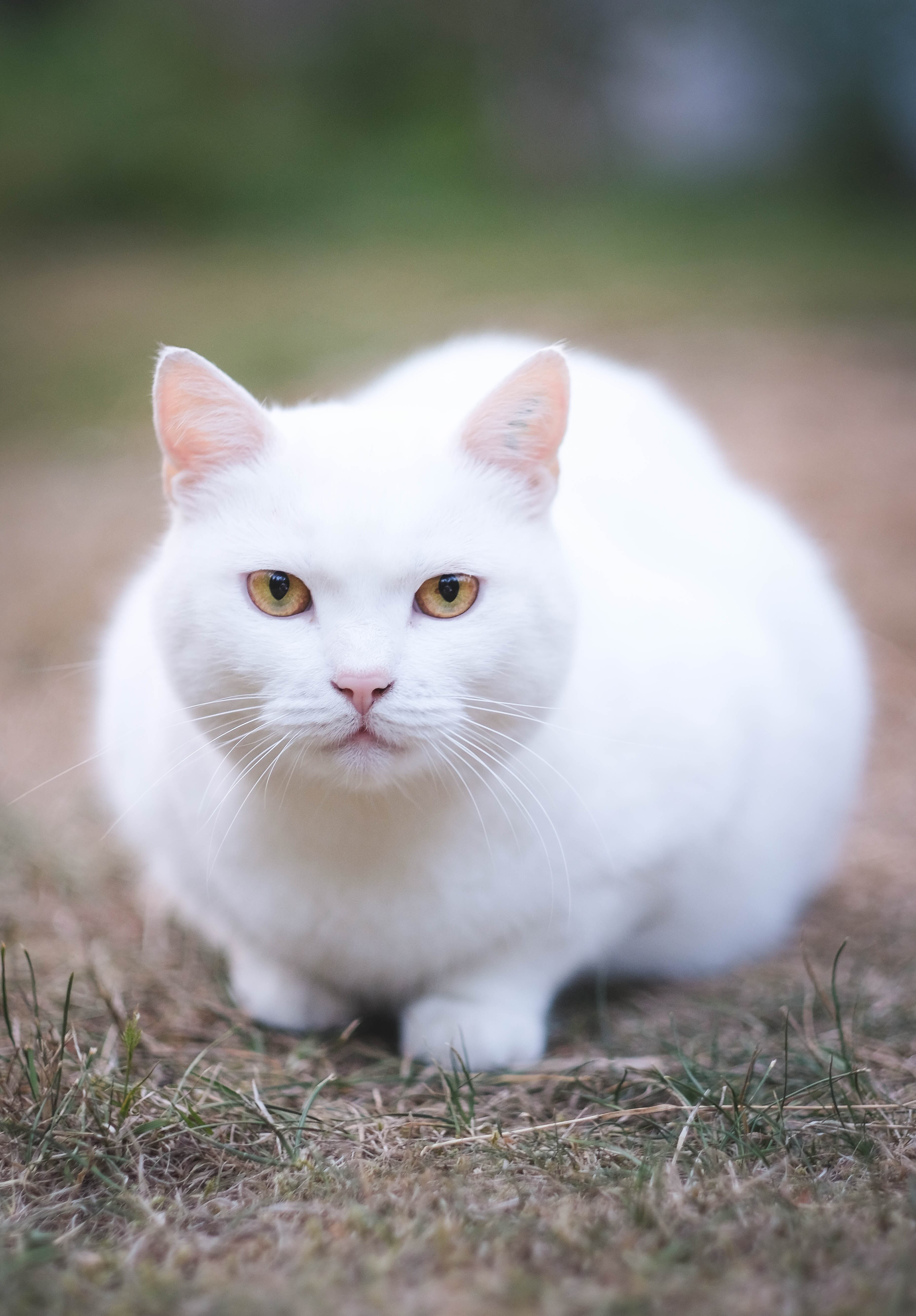¿Por qué no dar en adopción a gatos negros y blancos en Halloween?