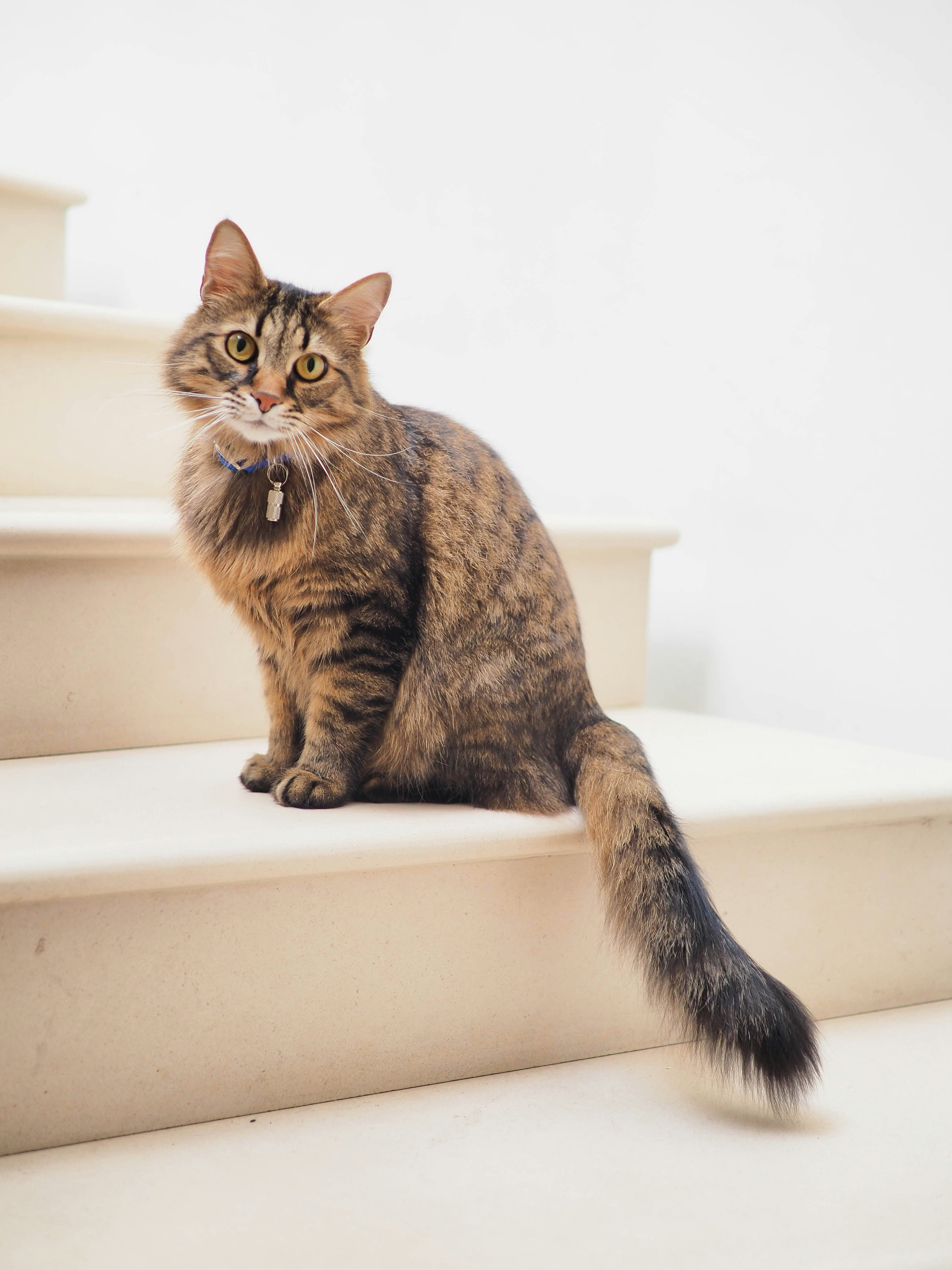 Gato