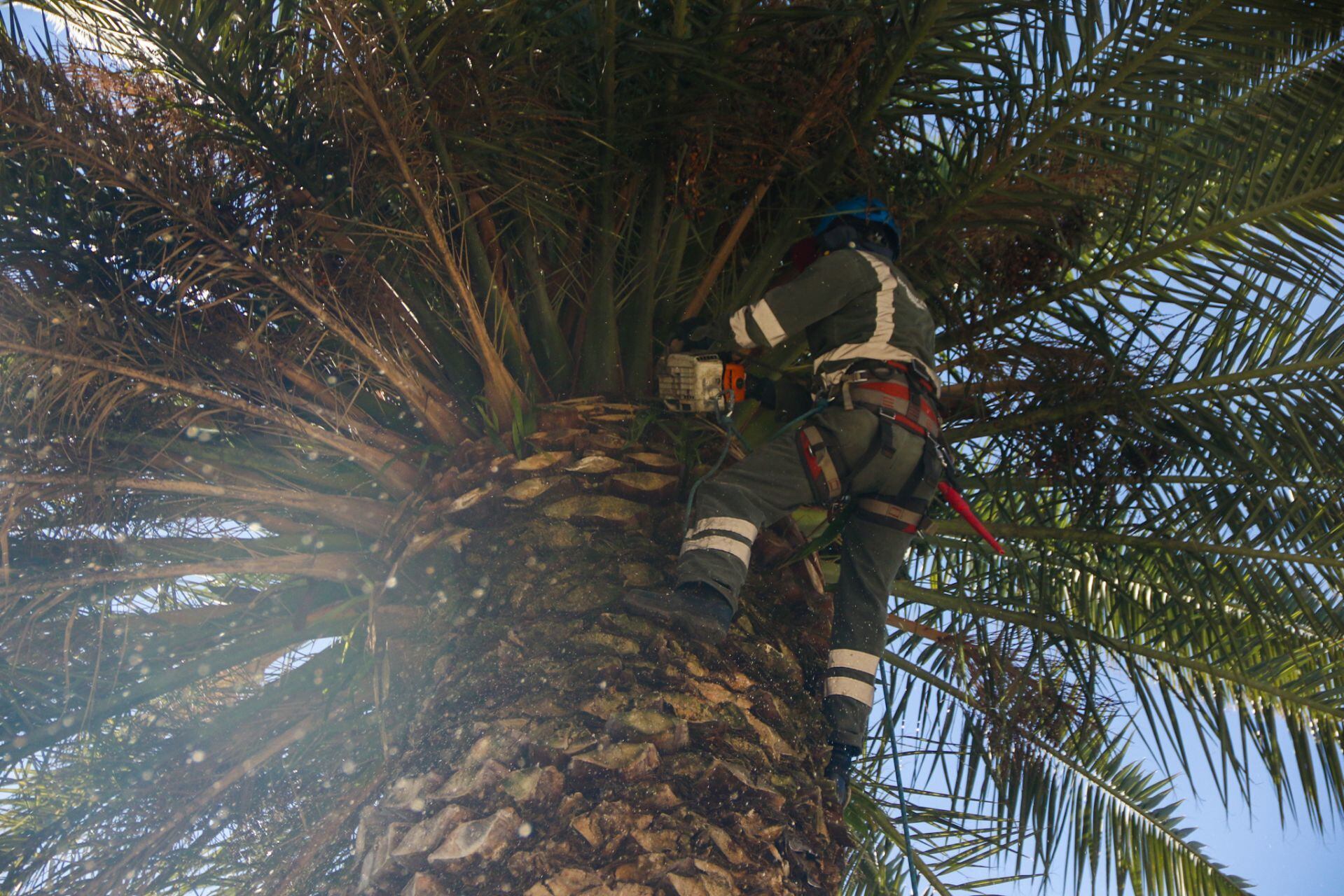 Palmeras