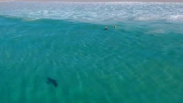tiburon_ninos_video