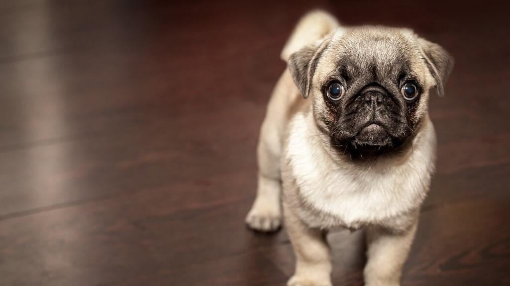 Pug