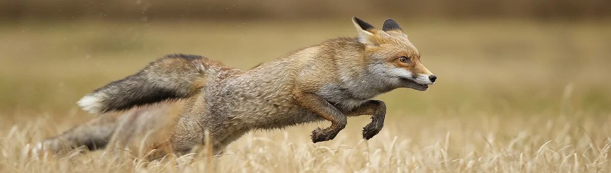 ¿Zorros domesticados? Afirma que es más común acercarse a los humanos por comida