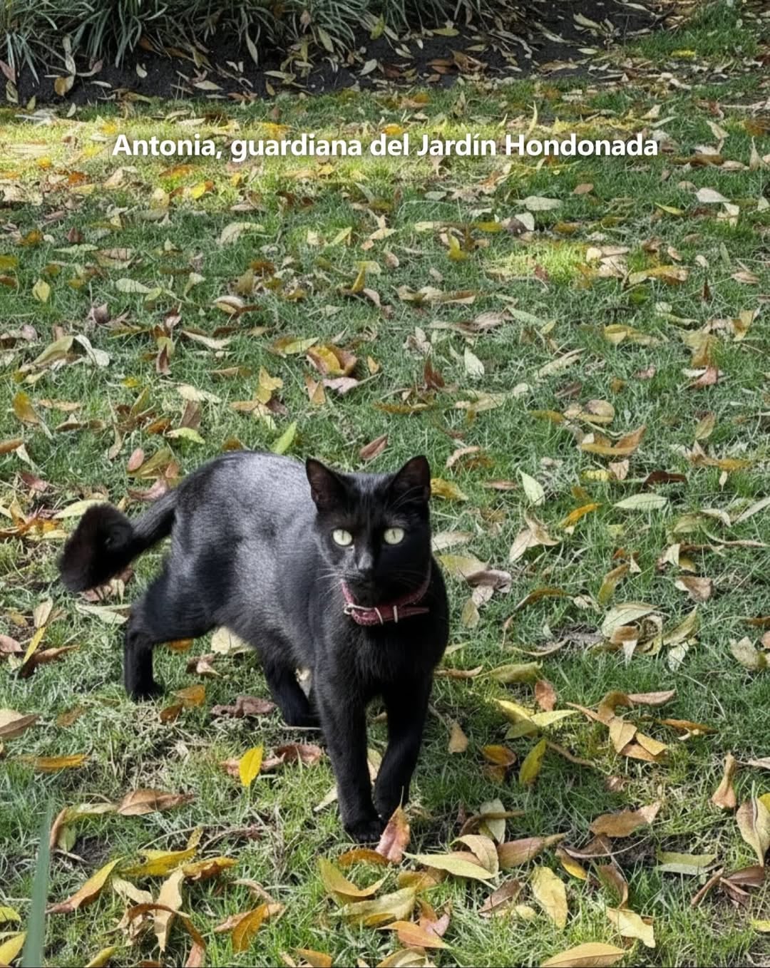 Gatos del Complejo Cultural Los Pinos