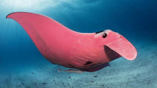 La mantarraya rosa, único ejemplar
